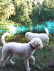 Zdjęcie №1. lagotto romagnolo - na sprzedaż w Włocławek | 3348zł | Zapowiedź №125064