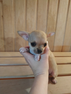 Dodatkowe zdjęcia: Chihuahua girl