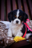 Zdjęcie №1. cavalier king charles spaniel - na sprzedaż w Brest | negocjowane | Zapowiedź №78548