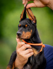 Zdjęcie №1. doberman - na sprzedaż w Belgrad | negocjowane | Zapowiedź №106872