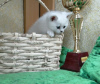 Zdjęcie №1. kot brytyjski krótkowłosy - na sprzedaż w Mogilow | 1352zł | Zapowiedź № 9067
