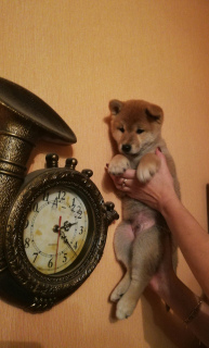 Dodatkowe zdjęcia: Shiba iny