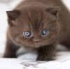 Dodatkowe zdjęcia: kotek brytyjski krótkowłosy