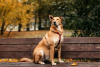 Zdjęcie №2 do zapowiedźy № 97189 na sprzedaż  pies nierasowy - wkupić się Federacja Rosyjska ze schronu