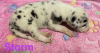 Zdjęcie №3. urocze szczenięta dog niemiecki dostępne do adopcji. USA