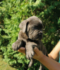 Zdjęcie №2 do zapowiedźy № 119974 na sprzedaż  cane corso - wkupić się Serbia 