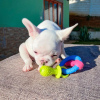Dodatkowe zdjęcia: Продаются очаровательные щенки французского бульдога