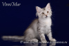 Zdjęcie №4. Sprzedam kot syberyjski w Petersburg. od żłobka - cena - negocjowane