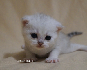 Zdjęcie №2 do zapowiedźy № 6718 na sprzedaż  kot brytyjski krótkowłosy - wkupić się Federacja Rosyjska prywatne ogłoszenie