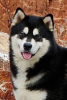 Zdjęcie №4. Sprzedam alaskan malamute w Šid.  - cena - negocjowane