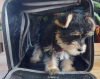 Zdjęcie №4. Sprzedam yorkshire terrier w Virginia Beach. hodowca - cena - 1585zł