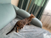 Zdjęcie №4. Sprzedam kot bengalski w Москва. prywatne ogłoszenie - cena - 2063zł