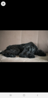 Zdjęcie №1. kerry blue terrier - na sprzedaż w Petersburg | 1701zł | Zapowiedź №5862