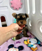 Zdjęcie №1. yorkshire terrier - na sprzedaż w Антверпен | 1465zł | Zapowiedź №116950