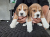 Zdjęcie №2 do zapowiedźy № 100259 na sprzedaż  beagle (rasa psa) - wkupić się Polska prywatne ogłoszenie, od żłobka, ze schronu, hodowca