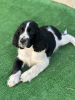 Zdjęcie №1. springer spaniel angielski - na sprzedaż w Plovdiv | 6278zł | Zapowiedź №121742