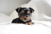 Zdjęcie №3. Zaszczepione szczenięta Yorkshire Terrier dostępne w kochających domach. Niemcy