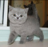 Zdjęcie №1. kot brytyjski krótkowłosy - na sprzedaż w Tbilisi | 1046zł | Zapowiedź № 98358