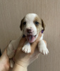 Zdjęcie №3. Sprzedam szczenięta rasy Jack Russell Terrier. Federacja Rosyjska