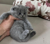 Zdjęcie №1. scottish fold - na sprzedaż w Nowy Jork | 872zł | Zapowiedź № 64459