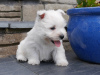 Zdjęcie №2 do zapowiedźy № 36074 na sprzedaż  west highland white terrier - wkupić się Litwa prywatne ogłoszenie