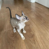 Zdjęcie №1. kot cornish rex - na sprzedaż w Бохум | 1465zł | Zapowiedź № 126786