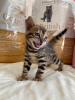 Zdjęcie №2 do zapowiedźy № 25853 na sprzedaż  kot bengalski - wkupić się Włochy prywatne ogłoszenie, od żłobka, hodowca