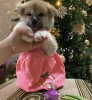 Zdjęcie №2 do zapowiedźy № 8714 na sprzedaż  akita (rasa psa) - wkupić się Federacja Rosyjska hodowca