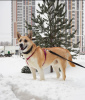 Zdjęcie №2 do zapowiedźy № 33056 na sprzedaż  pies nierasowy - wkupić się Federacja Rosyjska prywatne ogłoszenie