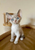 Zdjęcie №1. devon rex - na sprzedaż w Monachium | Bezpłatny | Zapowiedź № 109731