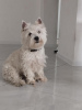 Zdjęcie №1. west highland white terrier - na sprzedaż w Belgrad | negocjowane | Zapowiedź №79264