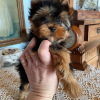 Zdjęcie №3. Sprzedam piękne szczenięta rasy Yorkshire Terrier. Niemcy