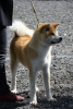 Zdjęcie №2 do zapowiedźy № 106525 na sprzedaż  akita (rasa psa) - wkupić się Serbia 