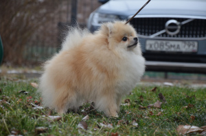 Zdjęcie №3. Pomeranian shtitz, Boy. Federacja Rosyjska
