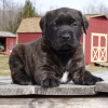 Zdjęcie №1. american mastiff - na sprzedaż w Los Angeles | negocjowane | Zapowiedź №105971