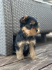 Zdjęcie №2 do zapowiedźy № 120405 na sprzedaż  yorkshire terrier - wkupić się Serbia 