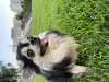 Zdjęcie №3. Chihuahua Długowłosy w Federacja Rosyjska. Zapowiedź № 66323