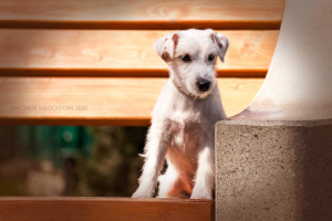 Zdjęcie №1. jack russell terrier - na sprzedaż w Tuapse | 1034zł | Zapowiedź №6672