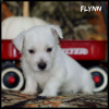 Zdjęcie №3. piękne szczenięta west highland terrier. Niemcy