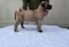 Zdjęcie №1. cane corso - na sprzedaż w Berlin | Bezpłatny | Zapowiedź №126913