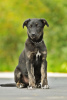 Zdjęcie №1. pies nierasowy - na sprzedaż w Истра | Bezpłatny | Zapowiedź №8006