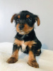 Zdjęcie №3. Szczeniak Yorkshire Terrier Filiżanka do bezpłatnej adopcji. Niemcy