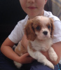 Zdjęcie №3. Urocze szczenięta Cavalier King Charles do bezpłatnej adopcji. Niemcy