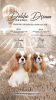 Zdjęcie №1. cavalier king charles spaniel - na sprzedaż w Inđija | negocjowane | Zapowiedź №99472