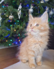 Zdjęcie №3. Kocięta Maine Coon już do adopcji. Niemcy