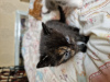 Zdjęcie №1. kot domowy - na sprzedaż w Armadale | 5942zł | Zapowiedź № 104268