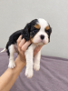 Dodatkowe zdjęcia: Idealne szczenięta Cavalier King Charles Spaniel.