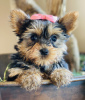 Zdjęcie №1. yorkshire terrier - na sprzedaż w Fort Lauderdale | 1783zł | Zapowiedź №50803