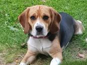 Zdjęcie №2 do zapowiedźy № 382 na sprzedaż  beagle (rasa psa) - wkupić się Niemcy prywatne ogłoszenie, ze schronu, hodowca