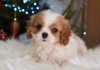 Zdjęcie №2 do zapowiedźy № 33340 na sprzedaż  cavalier king charles spaniel - wkupić się Niemcy prywatne ogłoszenie, hodowca